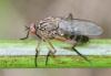 Empis livida
